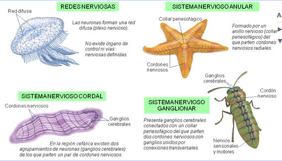 La aparición de organización nerviosa.