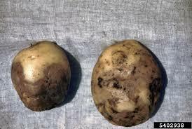 TEORIA MICROBIANA SIN PASTEUR Y KOCH