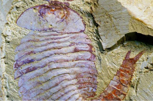 Surgimiento del primer cerebro