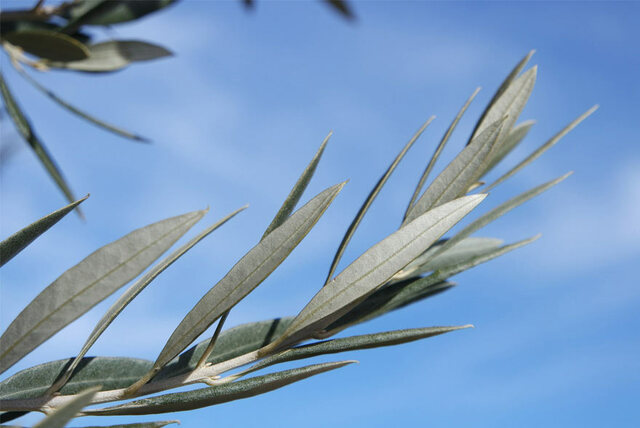 Armistia entre Sacre Imperi i França