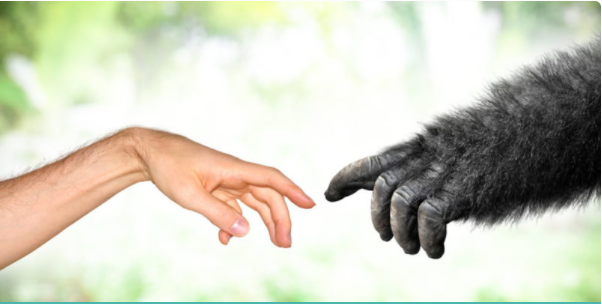 Origen de los homínidos