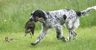 début de la domestication des animaux