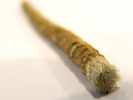 The first bristle toothbrush