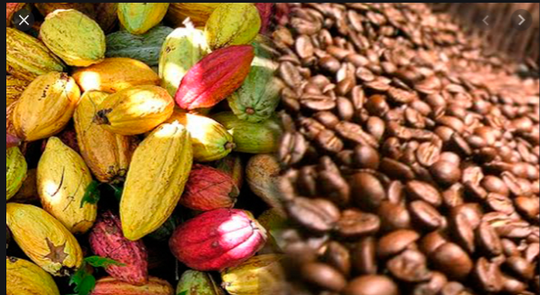 Entre  1830 y 1840 el cacao dejo de ser rentable y el cafe comenzo a ser un buen negocio.