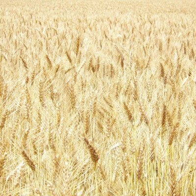 Timeline: CARBON DEL TRIGO 1900A.C