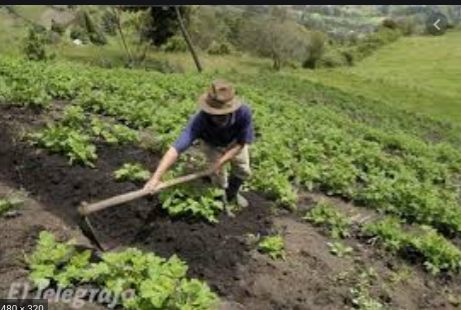 En 1945 aparece la burguesia industrial y comercial, dando resultado al minifundio o conuco campesino