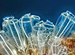 Primeras agrupaciones neuronales  (hace 525 - 550 millones de años)