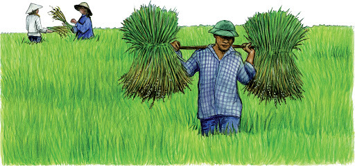 La teoría cósmica o sideral