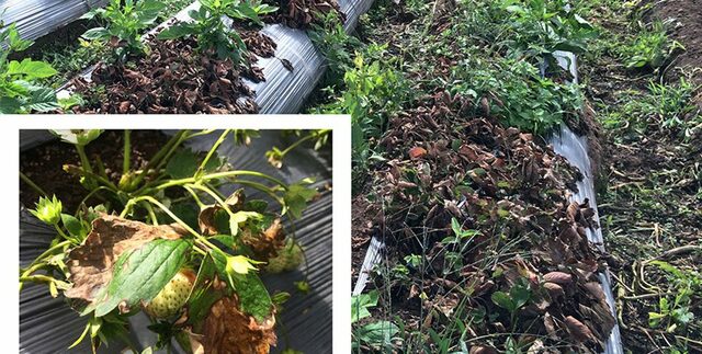 La enfermedad y la religión.