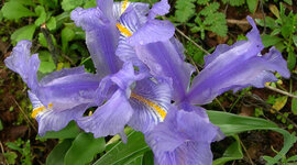 Timeline: Mi primera línea de tiempo