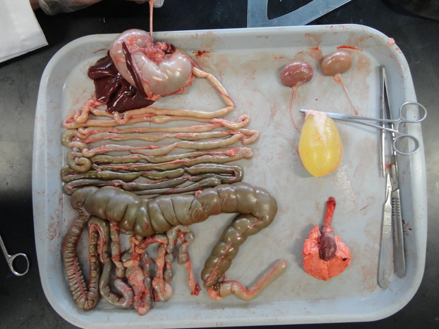 Dissection