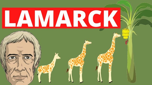 Posturas de la evolución