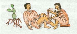 Enfermedades Del Hombre y Las Plantas