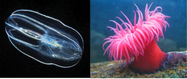 El surgimiento del primer sistema nervioso