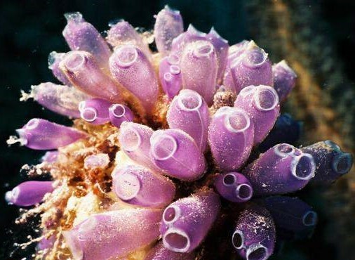 apróx. 770 millones a.C