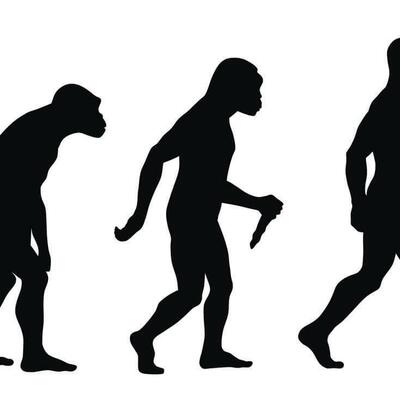 Timeline: La evolución evolución humana