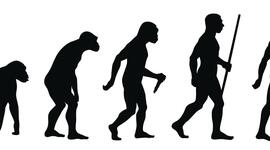 Timeline: La evolución evolución humana