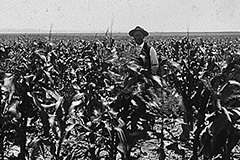 Difference of Plantation and Farms