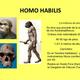 Quien era el homo habilis 3089 0 600