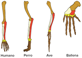 TOTS ELS ÉSSERS VIUS PARTIM D'UN AVANTPASSAT COMÚ.