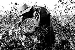 Economy of the North and South