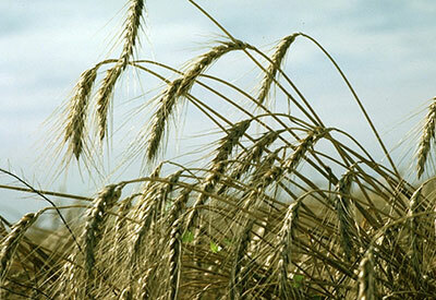 Agriculture and the Great Plains