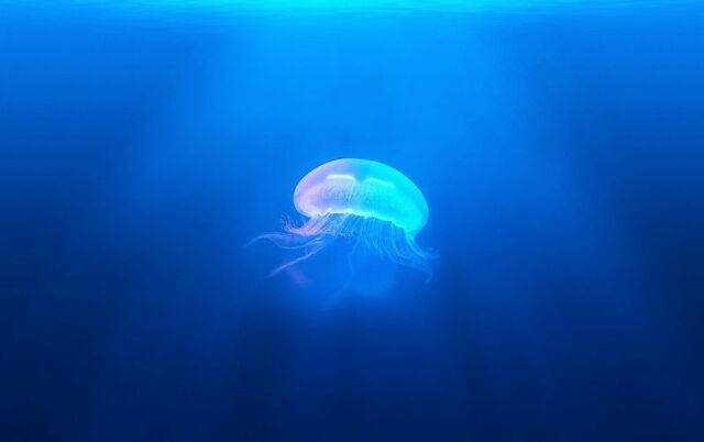 El surgimiento de la primera agrupación neuronal.