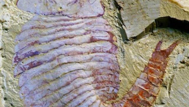 El surgimiento del primer cerebro.