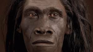 Homo habilis