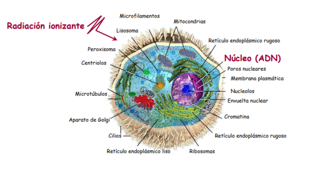 Interacción de la radiación con la materia.