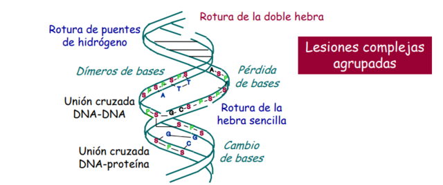 Lesiones radioinducidas en el DNA