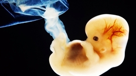 Timeline: Embriologia