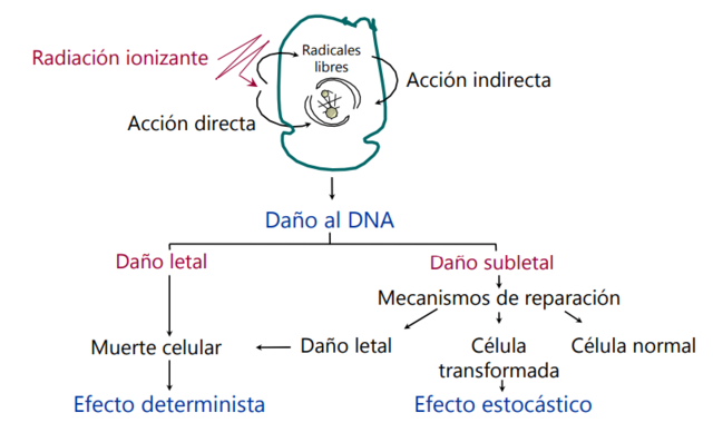 Efectos biológicos de la radiación