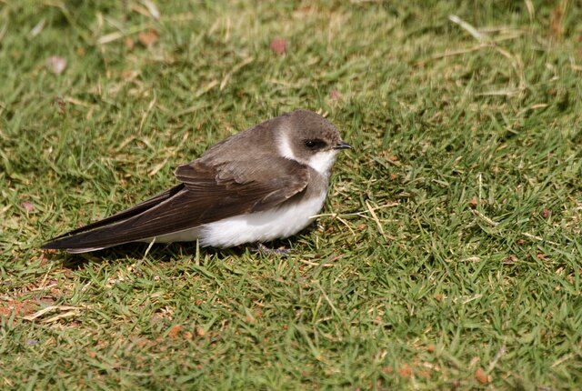 Anidación de Avión Zapador.