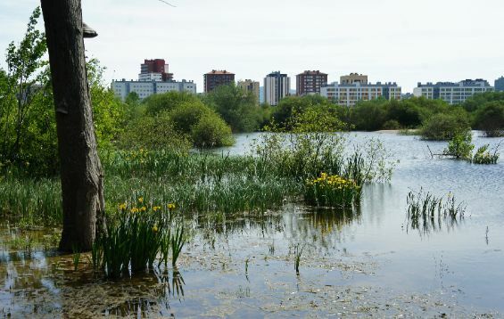 Recuperación del humedal