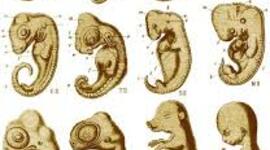 Timeline: Historia de la Embriología