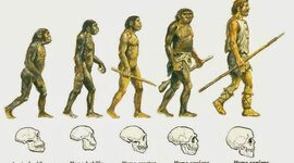 Timeline: Evolución humana