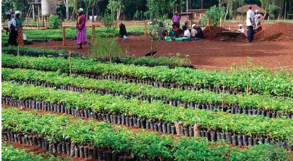 Movimiento cinturón verde de Kenia dedicado a la plantación de arboles. Para 1993 ya había plantado mas de 20 millones de arboles