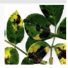 1705, francés Joseph Pitton de Tournefort clasificó las enfermedades de las plantas.