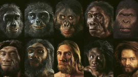 Timeline: La evolución humana