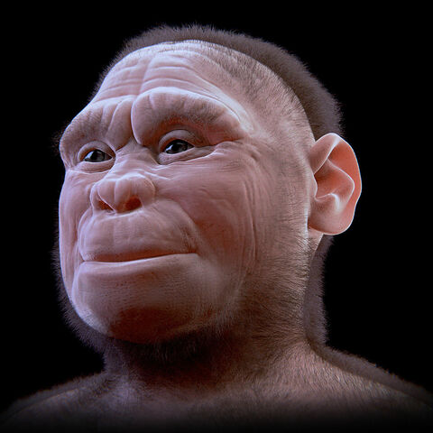 Homo floresiensis