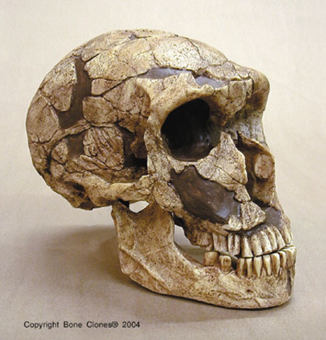 Homo sapiens neanderhtalensis/ "Wise Man"  230,000-30,000 years ago