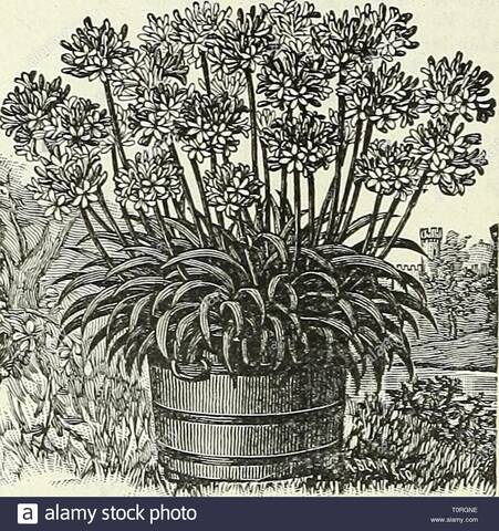 Categorias De Enfermedades En Las Plantas