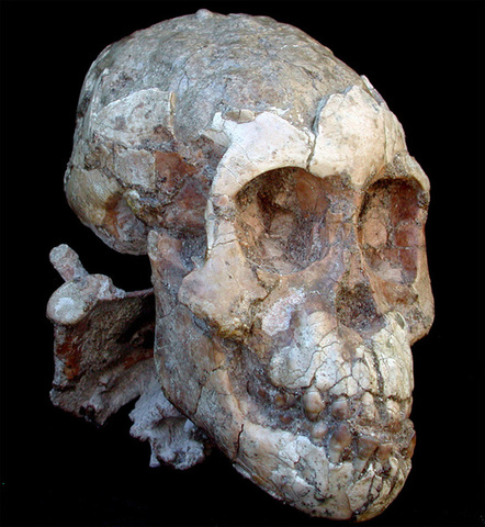 Austrilopithesus Afarensis