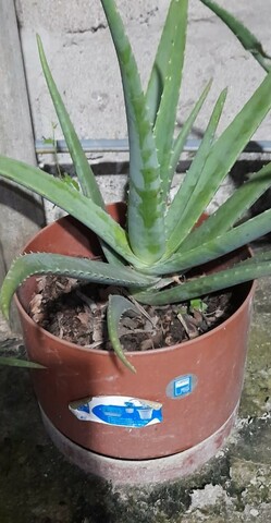 Doceava semana de la planta al cuidado personal