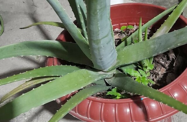 Treceava semana al cuidado de la planta que adopté