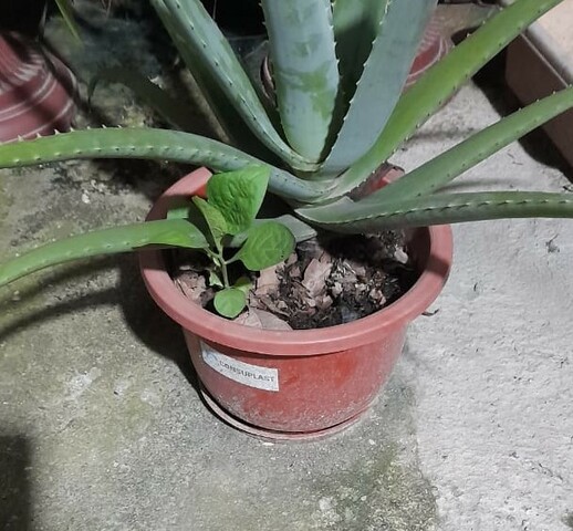 Catorceava semana analizando y cuidado la sábila