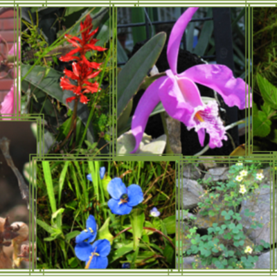 Timeline: Historia de la botánica