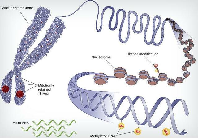 Análisis importantes de Aristóteles