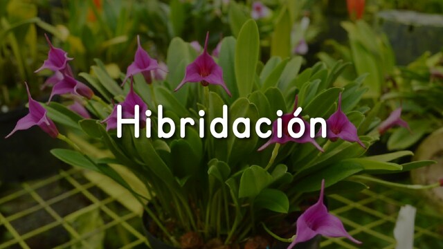 Edad Moderna  finales del siglo XVlll y principios del siglo XlX